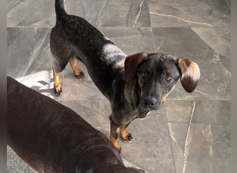 Dina eine absolute Familienhündin