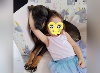 Dina eine absolute Familienhündin