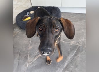 Dina eine absolute Familienhündin