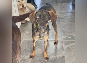 Dina eine absolute Familienhündin