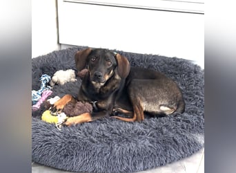 Dina eine absolute Familienhündin