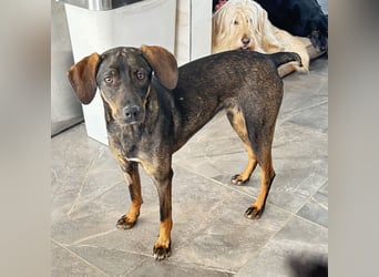 Dina eine absolute Familienhündin