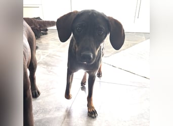 Dina eine absolute Familienhündin