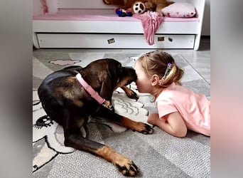 Dina eine absolute Familienhündin