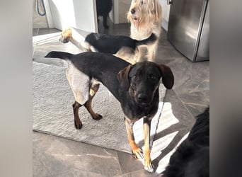 Dina eine absolute Familienhündin