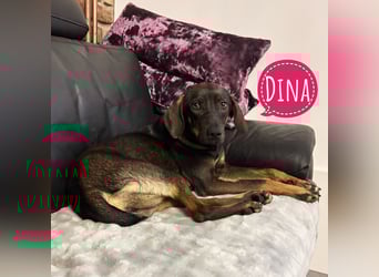 Dina eine absolute Familienhündin