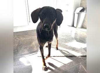 Dina eine absolute Familienhündin