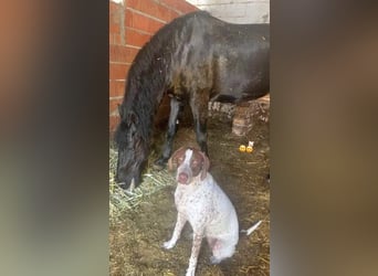 KIARA- freundlich, unbekümmert, aufgeschlossen, da sie schon einemal eine Familie hatte