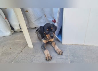 SHARIF-freundlicher, sozialer,zärtlicher, liebevoller Bub sucht sein liebevolles Für-immer Zuhause