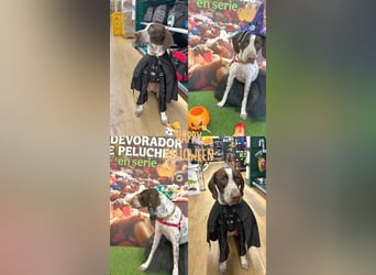 KIARA- freundlich, unbekümmert, aufgeschlossen, da sie schon einemal eine Familie hatte