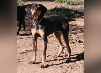 SHARIF-freundlicher, sozialer,zärtlicher, liebevoller Bub sucht sein liebevolles Für-immer Zuhause