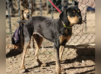 SHARIF-freundlicher, sozialer,zärtlicher, liebevoller Bub sucht sein liebevolles Für-immer Zuhause