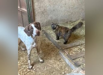 KIARA- freundlich, unbekümmert, aufgeschlossen, da sie schon einemal eine Familie hatte