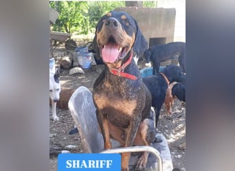 SHARIF-freundlicher, sozialer,zärtlicher, liebevoller Bub sucht sein liebevolles Für-immer Zuhause