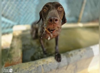 Yakin ist ausgesprochen freundlich ,ausgeglichen und verschmust