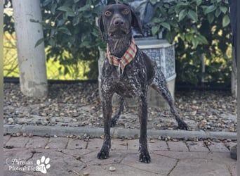 Yakin ist ausgesprochen freundlich ,ausgeglichen und verschmust