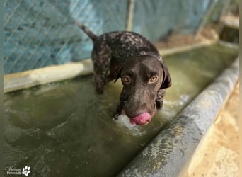 Yakin ist ausgesprochen freundlich ,ausgeglichen und verschmust