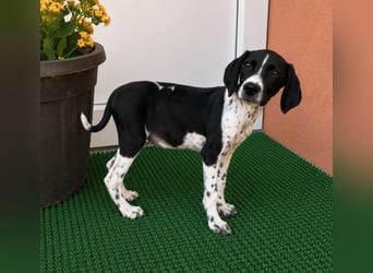 Meyla - mit dem treuen Blick!