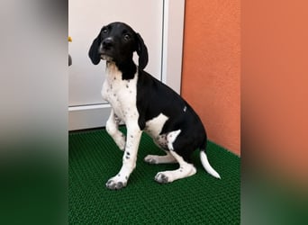 Melcome - Schlappohren zum verlieben!