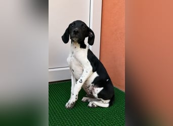 Melcome - Schlappohren zum verlieben!