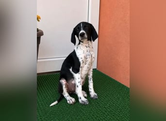 Meyla - mit dem treuen Blick!
