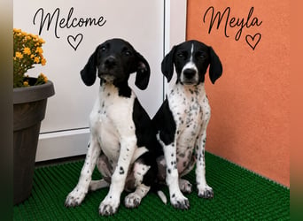 Meyla - mit dem treuen Blick!