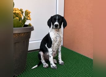 Meyla - mit dem treuen Blick!