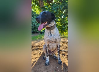 Capitan, clever und menschenbezogen