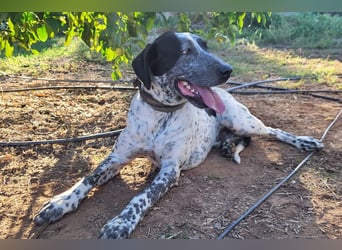 Capitan, clever und menschenbezogen