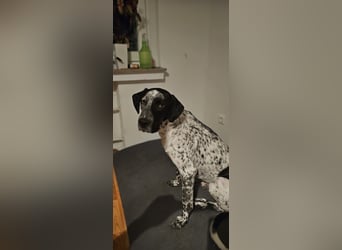 Capitan, clever und menschenbezogen