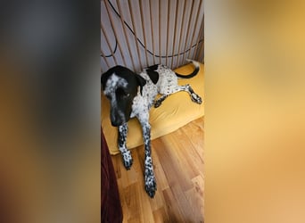 Capitan, clever und menschenbezogen