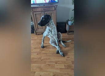 Capitan, clever und menschenbezogen