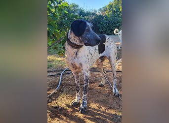 Capitan, clever und menschenbezogen