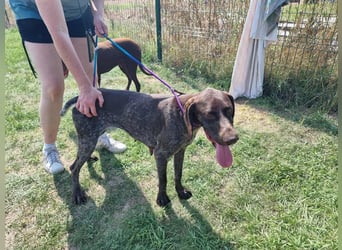 Mendi, geboren 28.06.2022, 60cm sucht liebevolles Zuhause