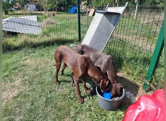 Mendi, geboren 28.06.2022, 60cm sucht liebevolles Zuhause