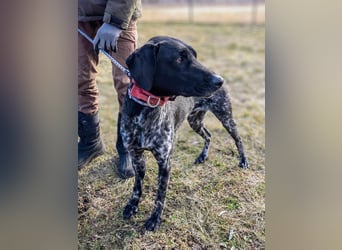 Teofil, geboren 01.10.2023, 63cm sucht neues Zuhause