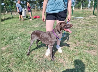 Mendi, geboren 28.06.2022, 60cm sucht liebevolles Zuhause