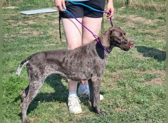 Mendi, geboren 28.06.2022, 60cm sucht liebevolles Zuhause