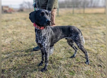 Teofil, geboren 01.10.2023, 63cm sucht neues Zuhause