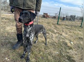 Teofil, geboren 01.10.2023, 63cm sucht neues Zuhause