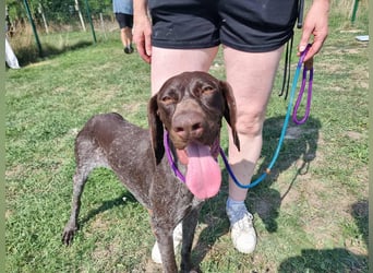 Mendi, geboren 28.06.2022, 60cm sucht liebevolles Zuhause