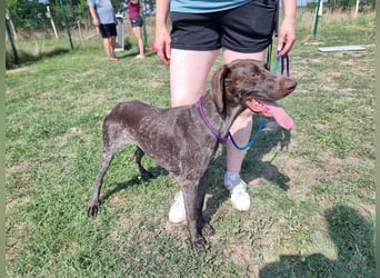 Mendi, geboren 28.06.2022, 60cm sucht liebevolles Zuhause