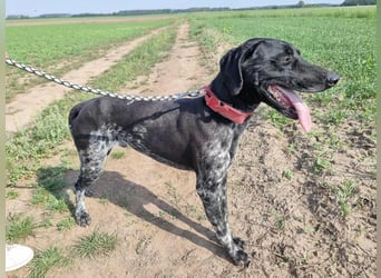 Teofil, geboren 01.10.2023, 63cm sucht neues Zuhause