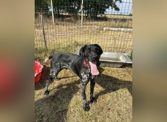 Teofil, geboren 01.10.2023, 63cm sucht neues Zuhause