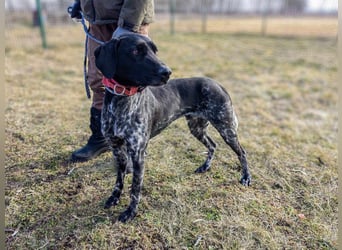 Teofil, geboren 01.10.2023, 63cm sucht neues Zuhause