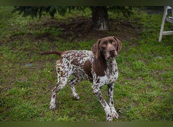 VASKO - der kräftige, freundliche Rüde freut sich auf ein tolles, hundeerfahrenes Zuhause!
