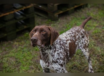 VASKO - der kräftige, freundliche Rüde freut sich auf ein tolles, hundeerfahrenes Zuhause!