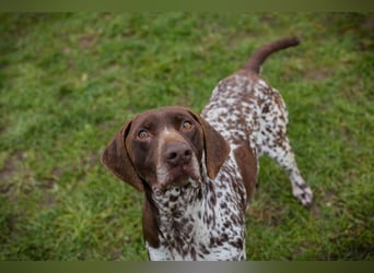 VASKO - der kräftige, freundliche Rüde freut sich auf ein tolles, hundeerfahrenes Zuhause!