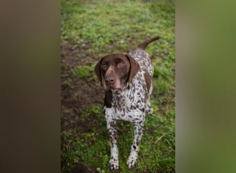 VASKO - der kräftige, freundliche Rüde freut sich auf ein tolles, hundeerfahrenes Zuhause!