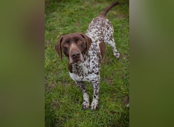 VASKO - der kräftige, freundliche Rüde freut sich auf ein tolles, hundeerfahrenes Zuhause!